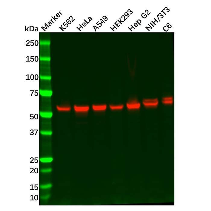 Recombinant Glutaminase Antibody -    by Aladdin Scientific