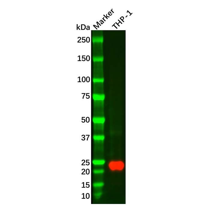 Recombinant Glutathione Peroxidase 1 Antibody -    by Aladdin Scientific