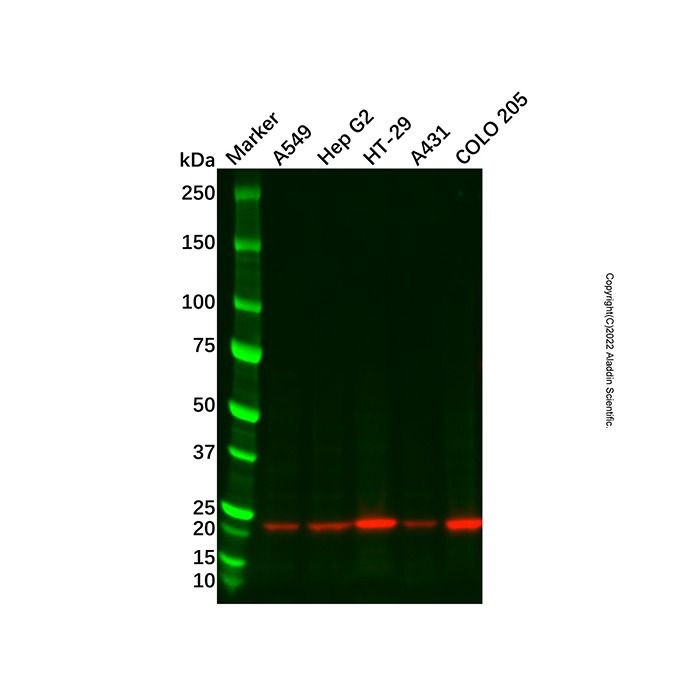 Recombinant Glutathione Peroxidase 2/GPX2 Antibody -    by Aladdin Scientific