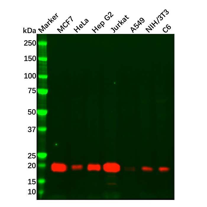 Recombinant Glutathione Peroxidase 4 Antibody -    by Aladdin Scientific