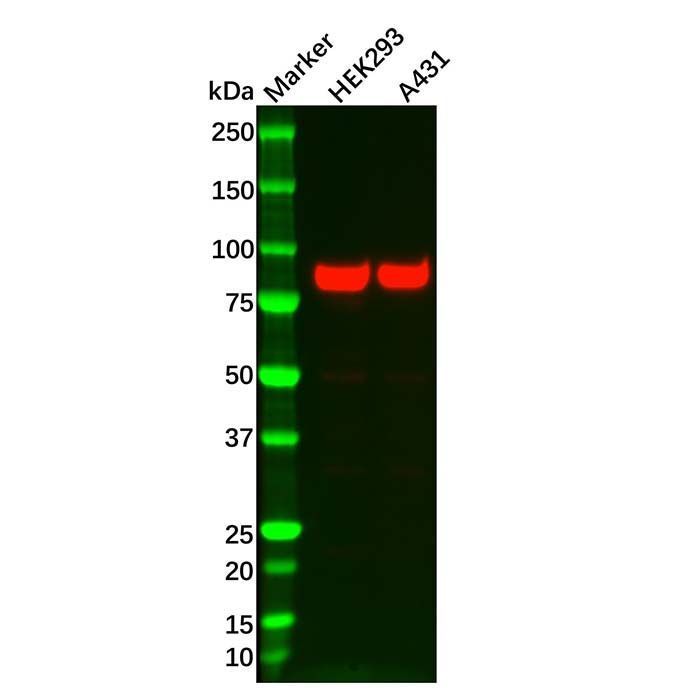 Recombinant Glycogen synthase 1/GYS1 Antibody -    by Aladdin Scientific