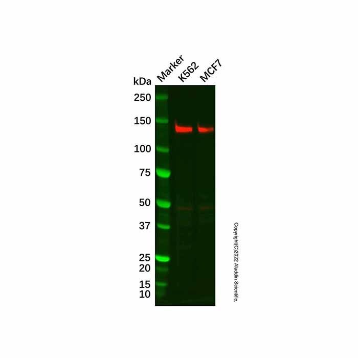 Recombinant GM130 Antibody -    by Aladdin Scientific