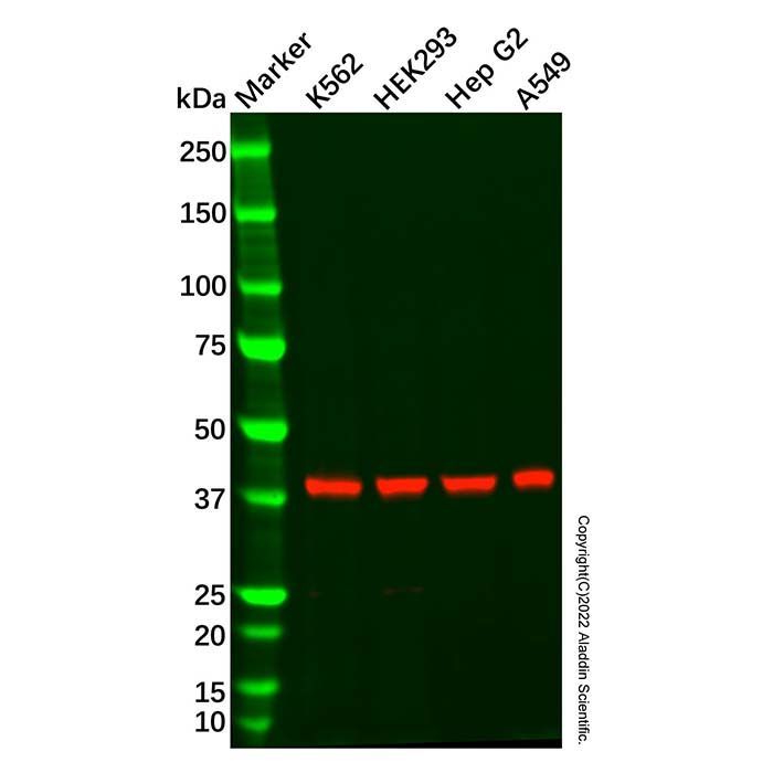 Recombinant GNAQ Antibody -    by Aladdin Scientific
