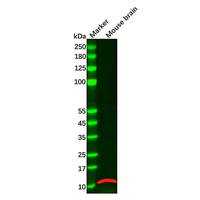 GNG2 Antibody -    by Aladdin Scientific