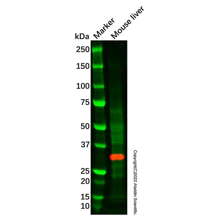 GNMT Mouse mAb - by Aladdin Scientific