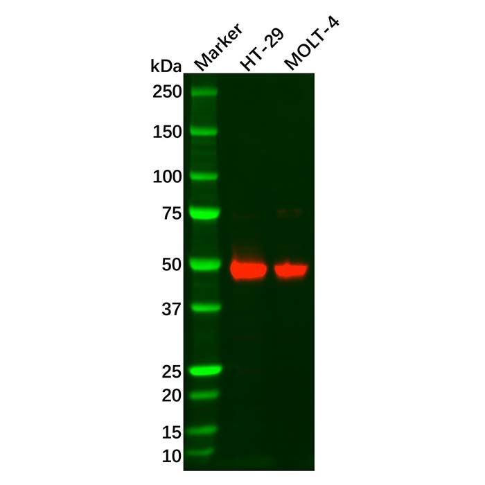 Recombinant GPA33 Antibody -    by Aladdin Scientific