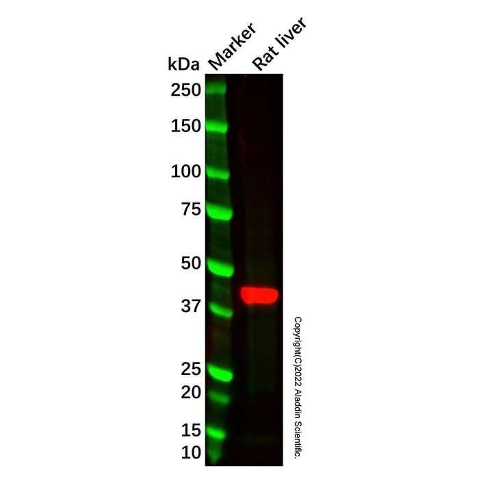 GPCR GPR20 Antibody -    by Aladdin Scientific