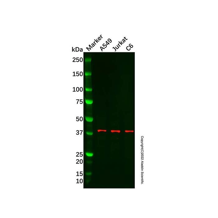 GPR 174 Antibody -    by Aladdin Scientific