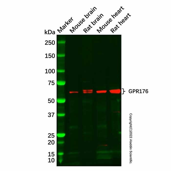 GPR176 Antibody -    by Aladdin Scientific