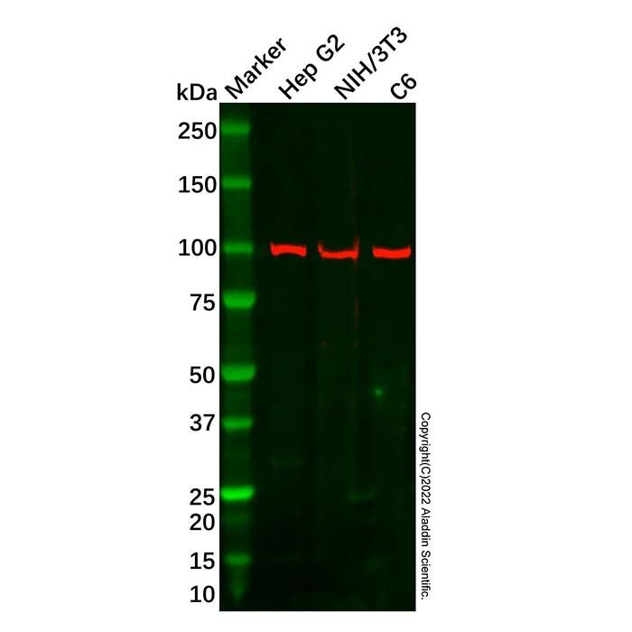 Recombinant GRAF Antibody -    by Aladdin Scientific