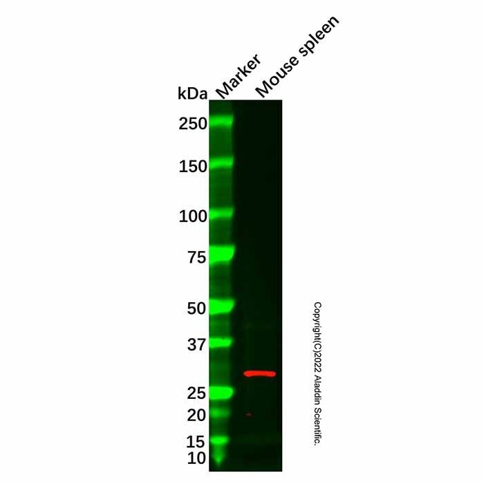 Granzyme M Antibody -    by Aladdin Scientific