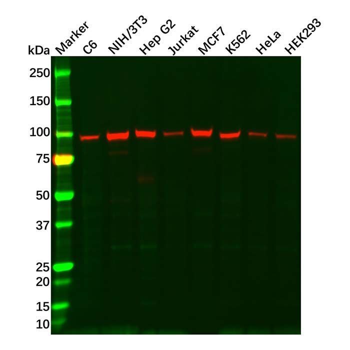 GRP94 Antibody -    by Aladdin Scientific