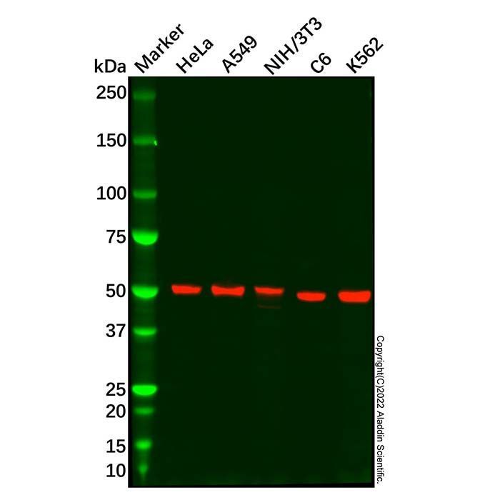 Recombinant GSK3 alpha Antibody -    by Aladdin Scientific