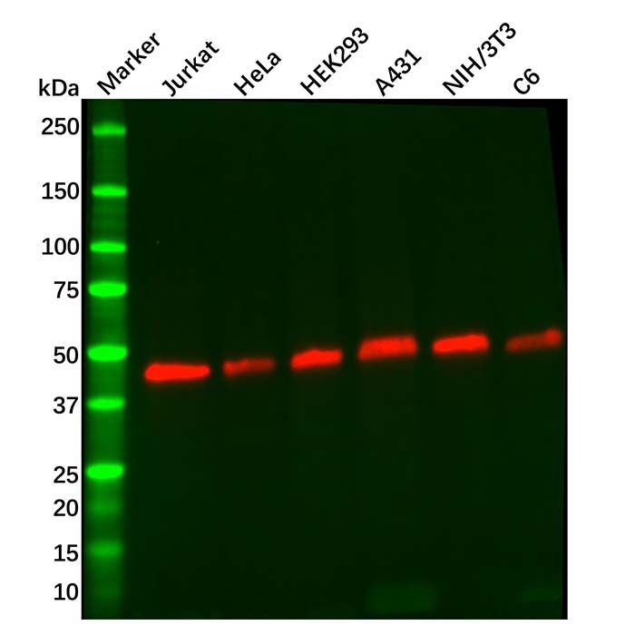 Recombinant GSK3 beta Antibody -    by Aladdin Scientific