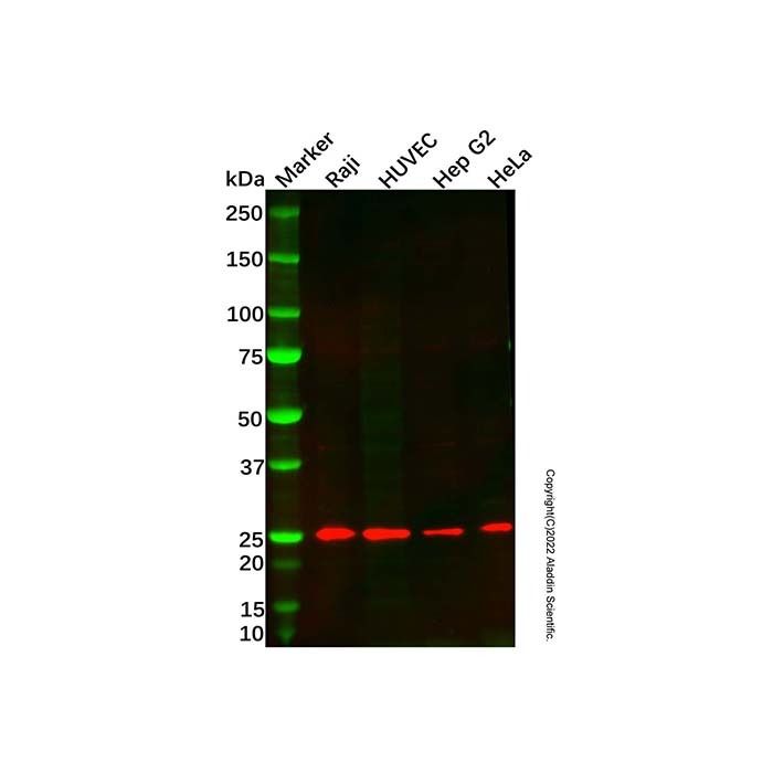 Recombinant GSTK1 Antibody -    by Aladdin Scientific