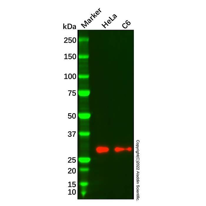 Recombinant GSTM1 Antibody -    by Aladdin Scientific