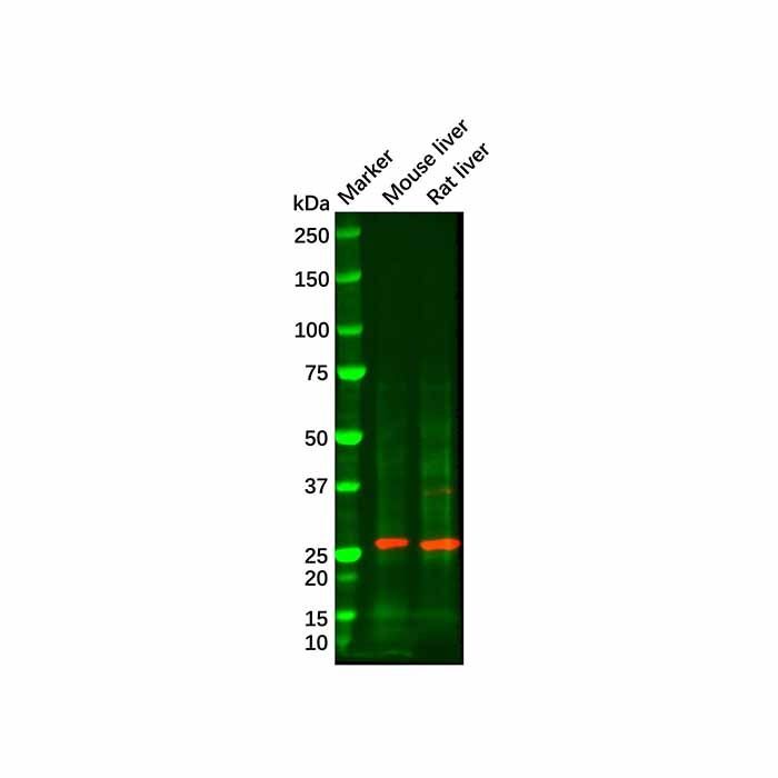GSTM2 Antibody -    by Aladdin Scientific
