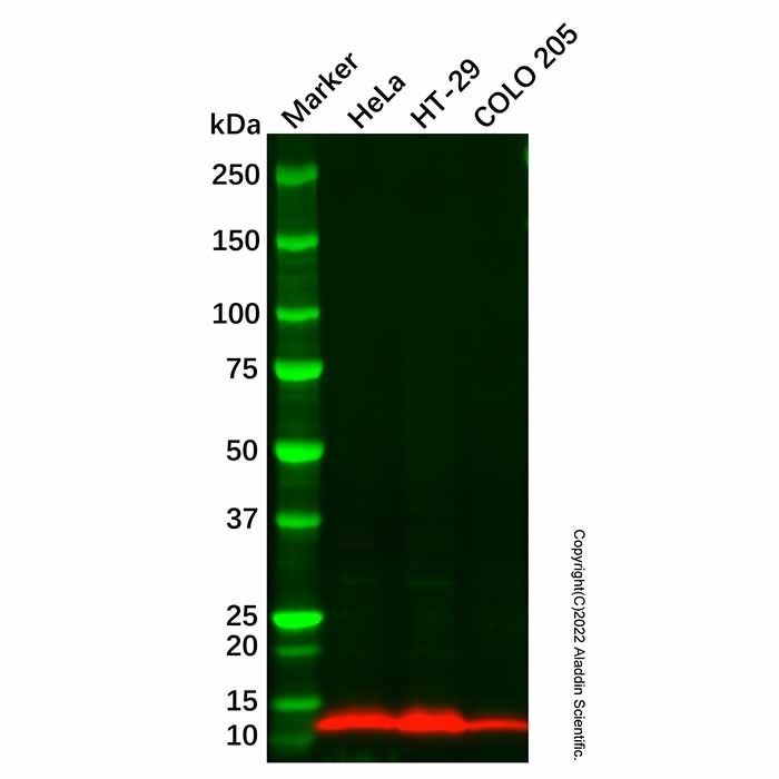 Guanylin Antibody -    by Aladdin Scientific