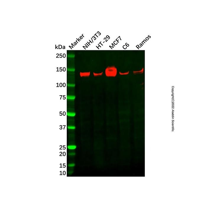 Recombinant HAUSP/USP7 Antibody -    by Aladdin Scientific