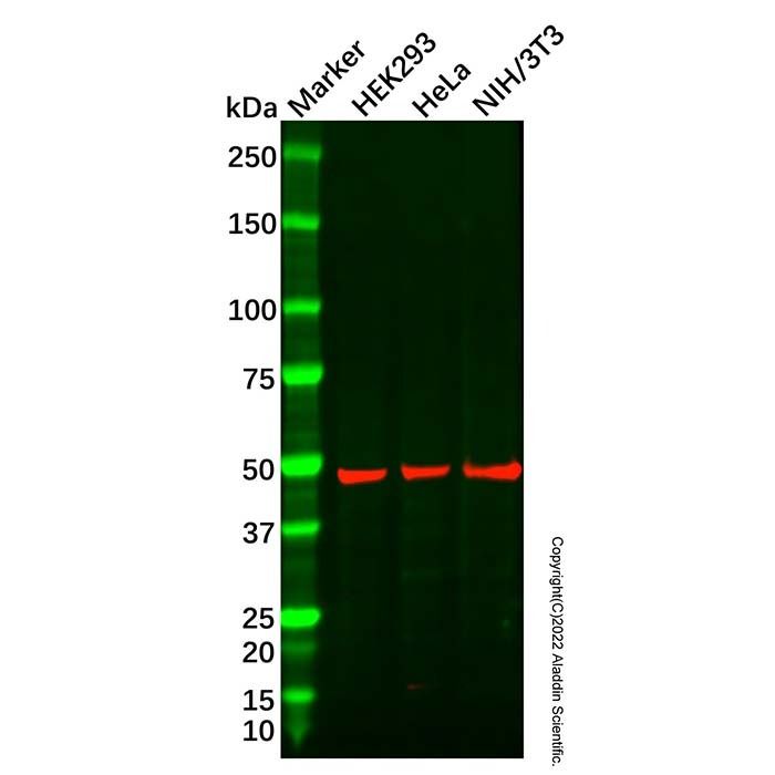 Recombinant HB9/HLXB9/MNX1 Antibody -    by Aladdin Scientific