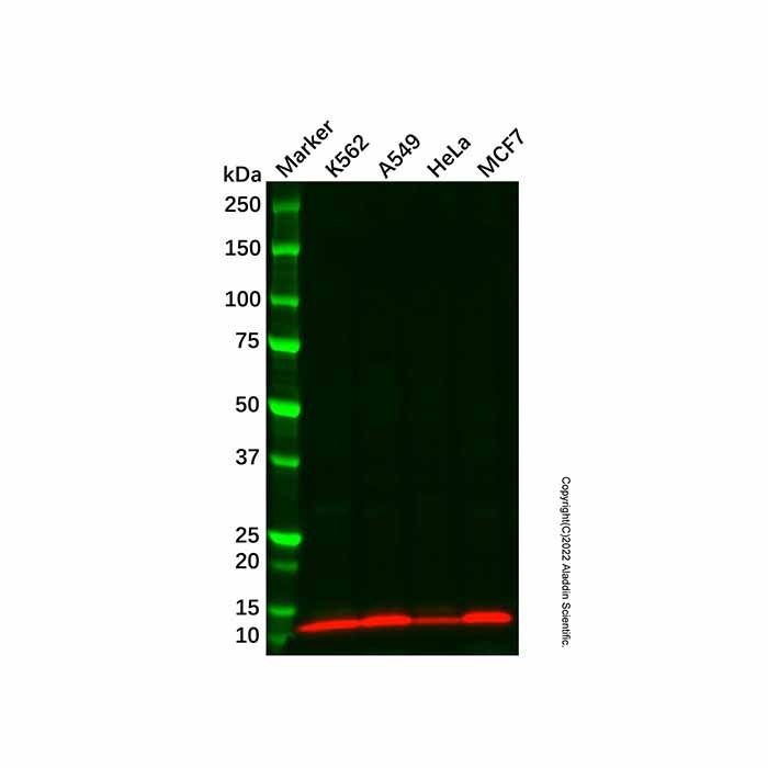 HBXIP Antibody -    by Aladdin Scientific