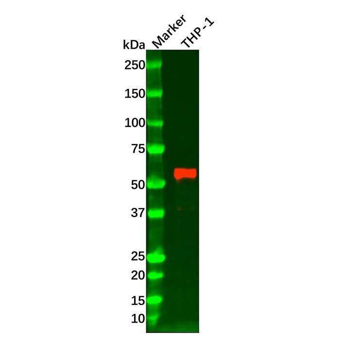 Hck Mouse mAb -    by Aladdin Scientific