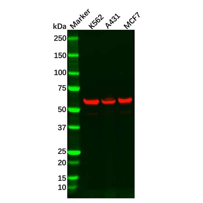 Recombinant HDAC2 Antibody -    by Aladdin Scientific