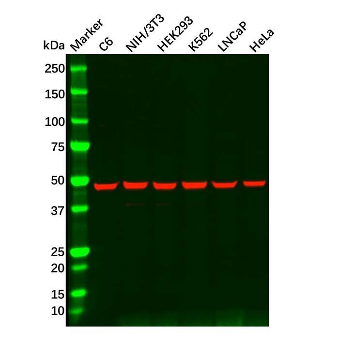 HDAC3 Mouse mAb -    by Aladdin Scientific