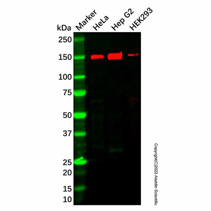 Recombinant HDLBP Antibody -    by Aladdin Scientific