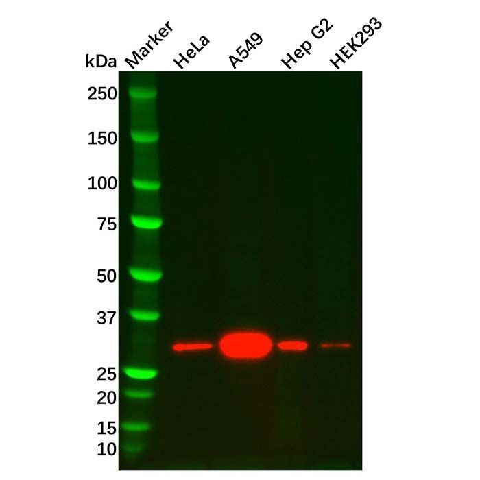 Heme Oxygenase 1 Mouse mAb -    by Aladdin Scientific