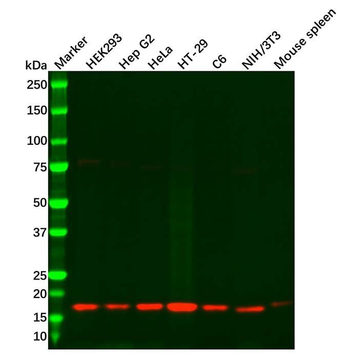 HES5 Antibody -    by Aladdin Scientific
