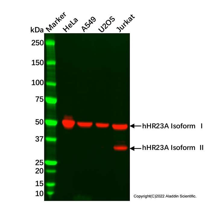Recombinant hHR23A Antibody -    by Aladdin Scientific