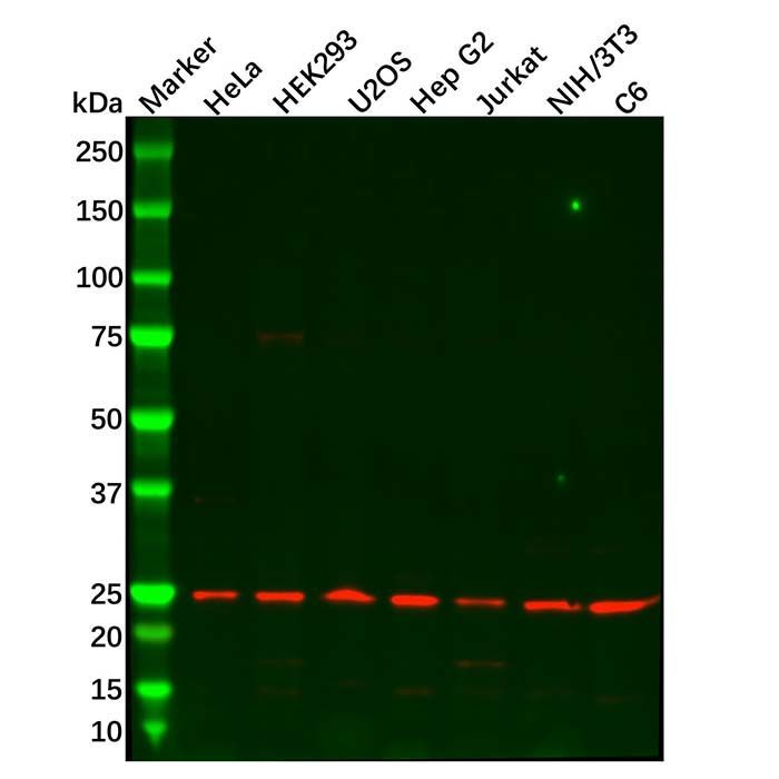 HIP2/LIG Antibody -    by Aladdin Scientific