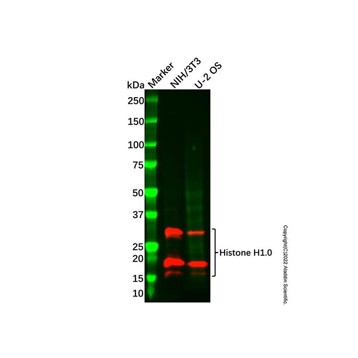 Recombinant Histone H1.0 Antibody -    by Aladdin Scientific