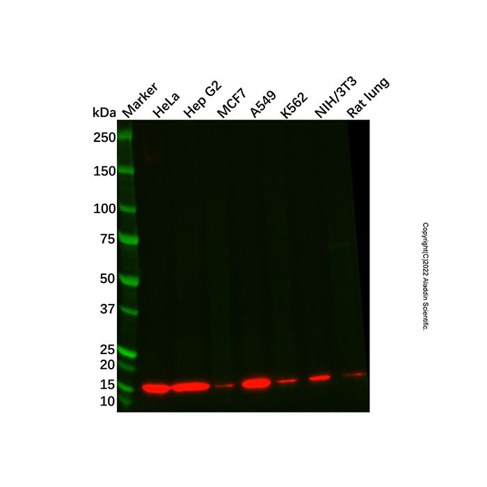 Recombinant Histone H2A Antibody -    by Aladdin Scientific