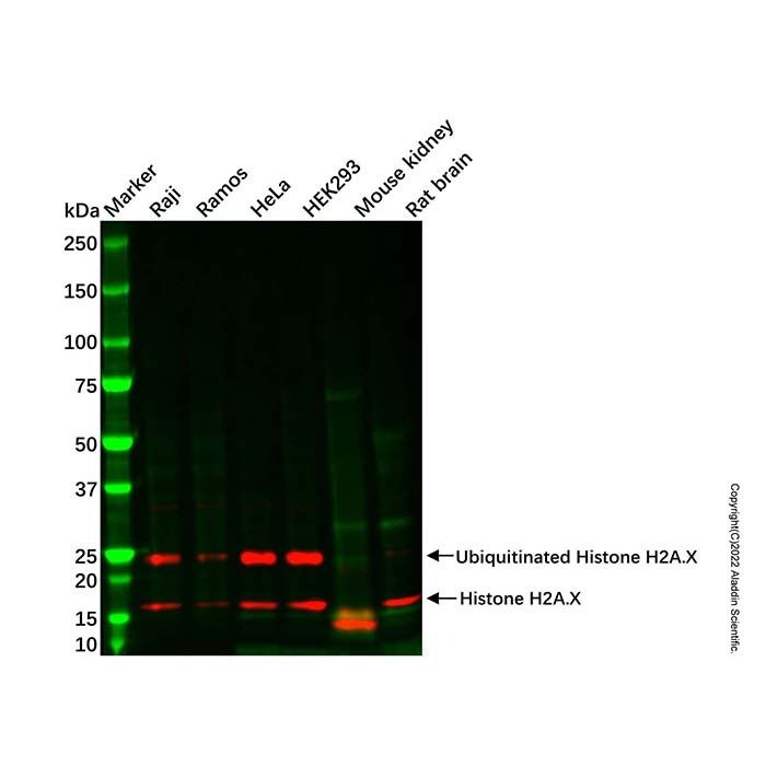 Recombinant Histone H2A.X Antibody -    by Aladdin Scientific