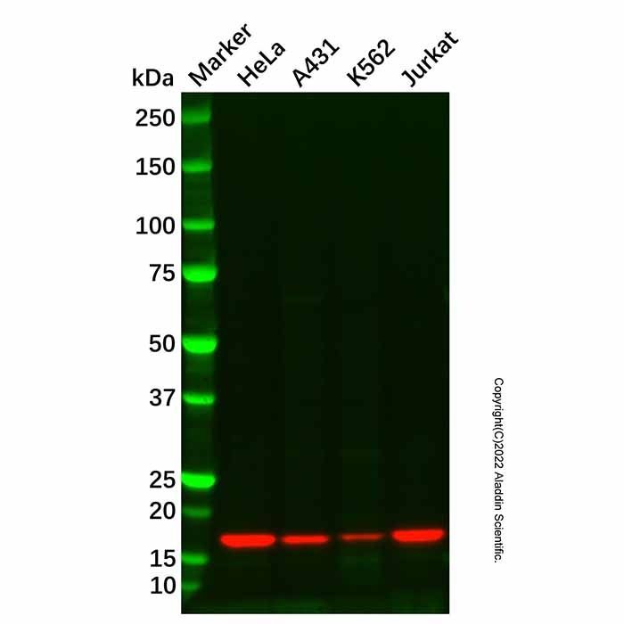 Histone H3 (tri methyl K4) Antibody -    by Aladdin Scientific