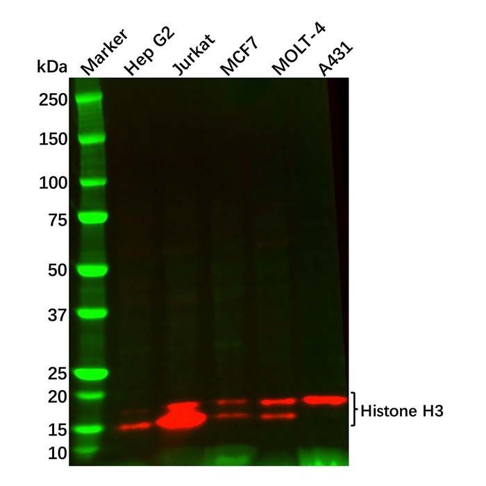 Recombinant Histone H3 Antibody -    by Aladdin Scientific