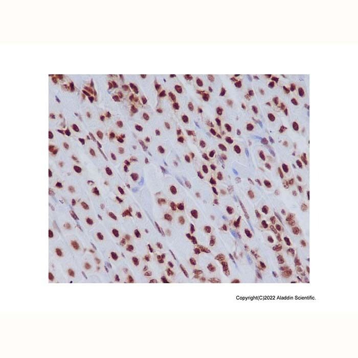 Recombinant Histone H3.3 Antibody -    by Aladdin Scientific