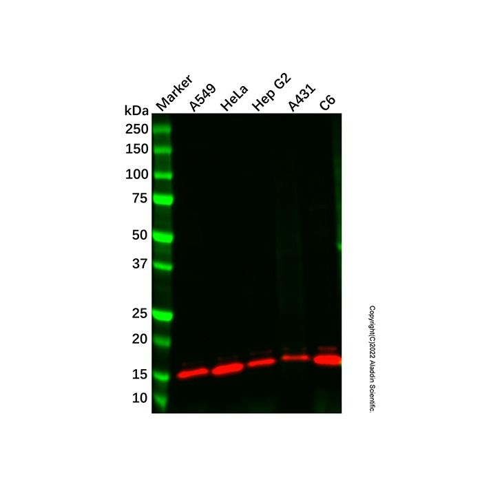Recombinant Histone H4 (mono methyl K16) Antibody -    by Aladdin Scientific