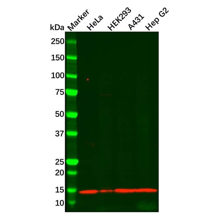 Recombinant Histone H4 Antibody - by Aladdin Scientific