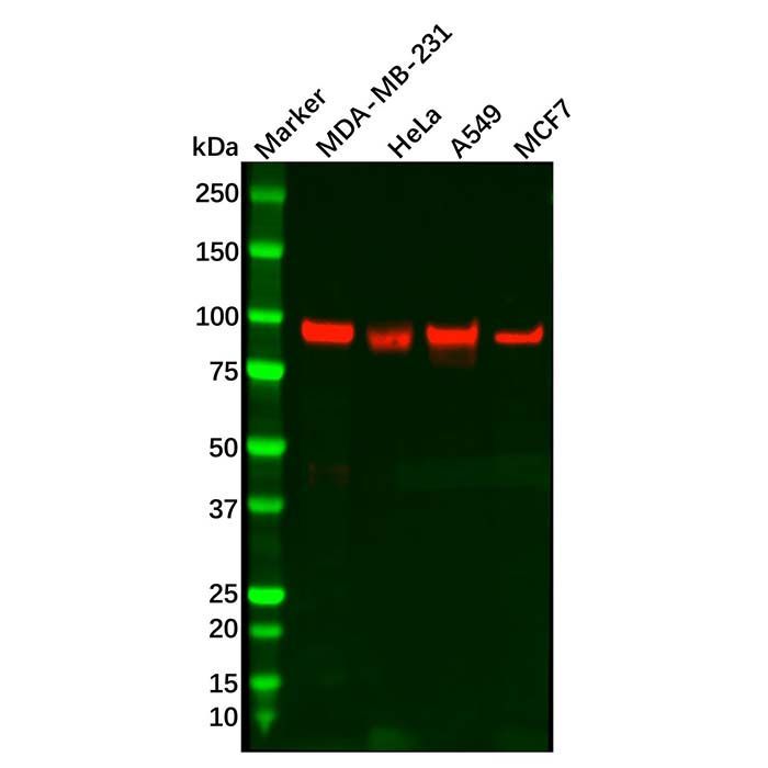 Recombinant HJURP Antibody -    by Aladdin Scientific