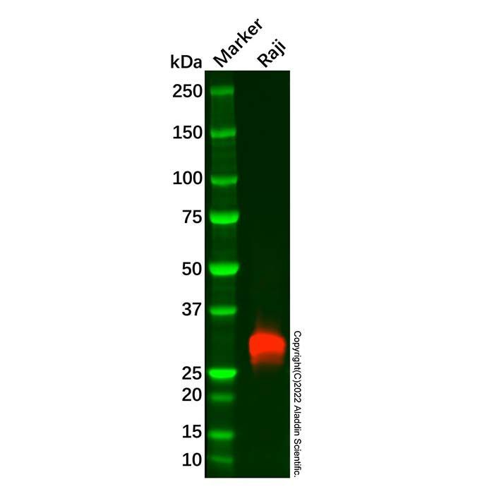 HLA Class II DRB1 Mouse mAb - by Aladdin Scientific