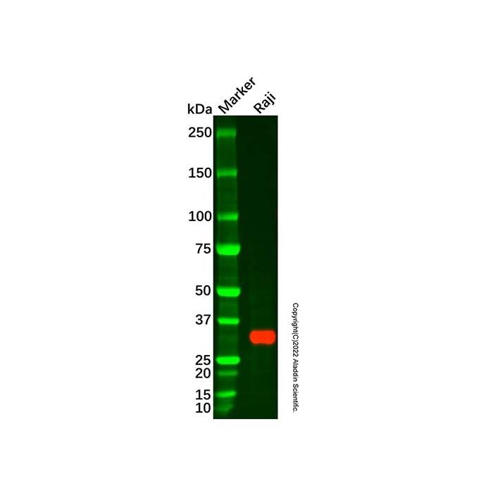 Recombinant HLA-DQA1 Antibody -    by Aladdin Scientific