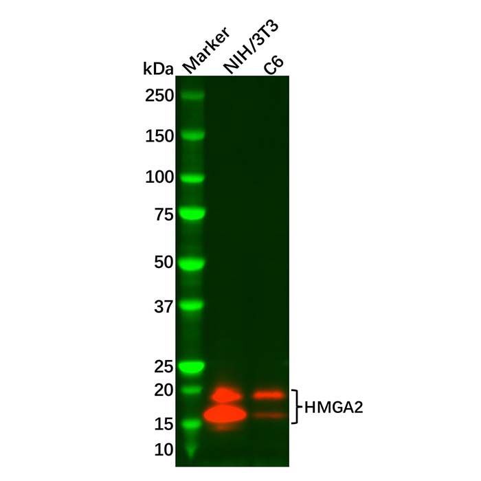 HMGA2 Antibody -    by Aladdin Scientific