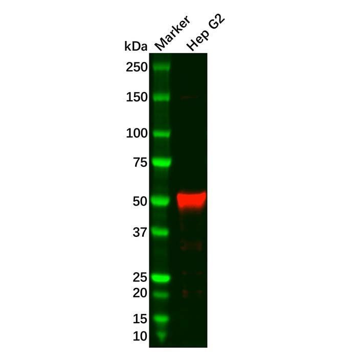 Recombinant HNF-4-alpha Antibody - by Aladdin Scientific
