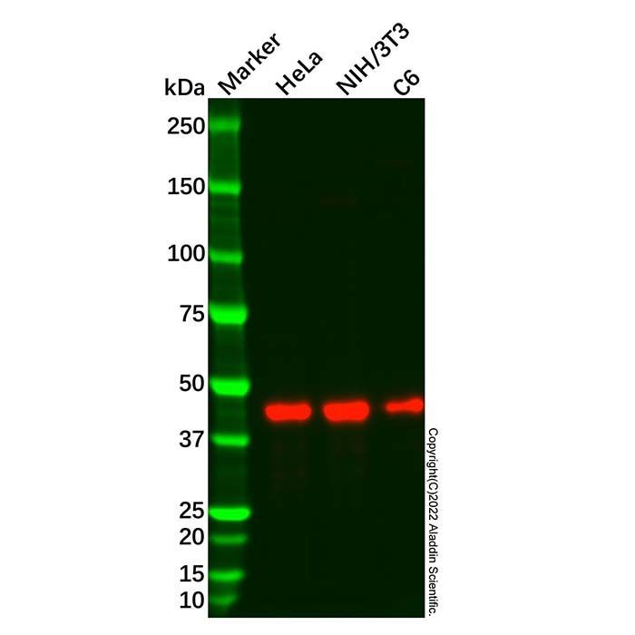 Recombinant hnRNP G-T Antibody -    by Aladdin Scientific