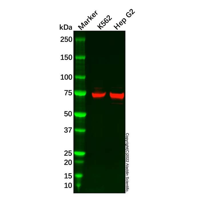 Recombinant hnRNP Q Antibody -    by Aladdin Scientific
