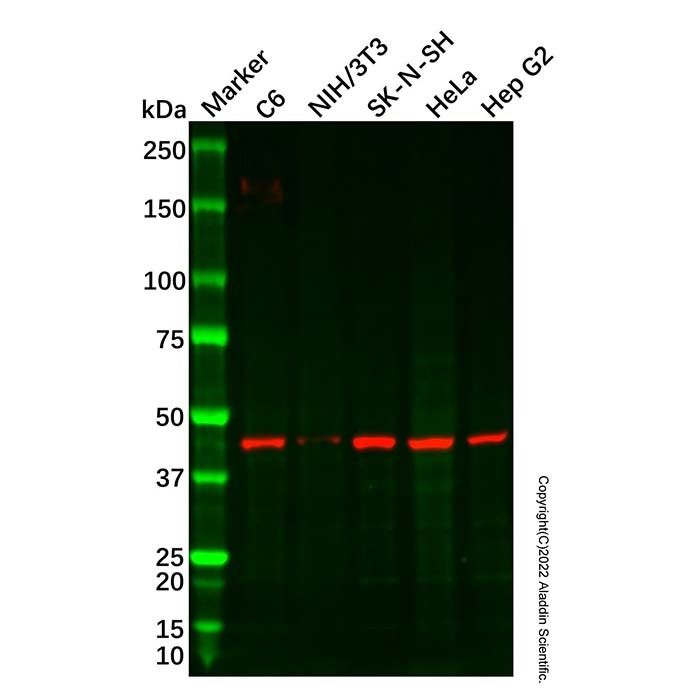 Recombinant Homer1 Antibody -    by Aladdin Scientific