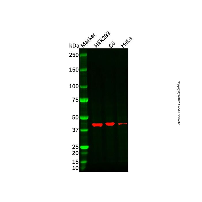 Recombinant HOXA5 Antibody -    by Aladdin Scientific